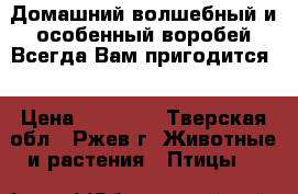 Домашний,волшебный и особенный воробей.Всегда Вам пригодится. › Цена ­ 10 000 - Тверская обл., Ржев г. Животные и растения » Птицы   
